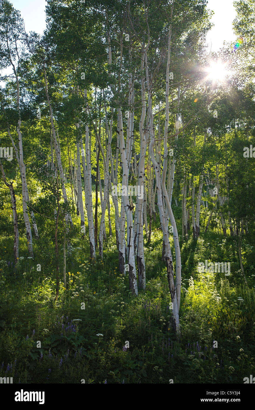 Aspen alberi e di fiori selvaggi crescono lungo la Strada Gotica vicino a Crested Butte, Colorado, STATI UNITI D'AMERICA Foto Stock