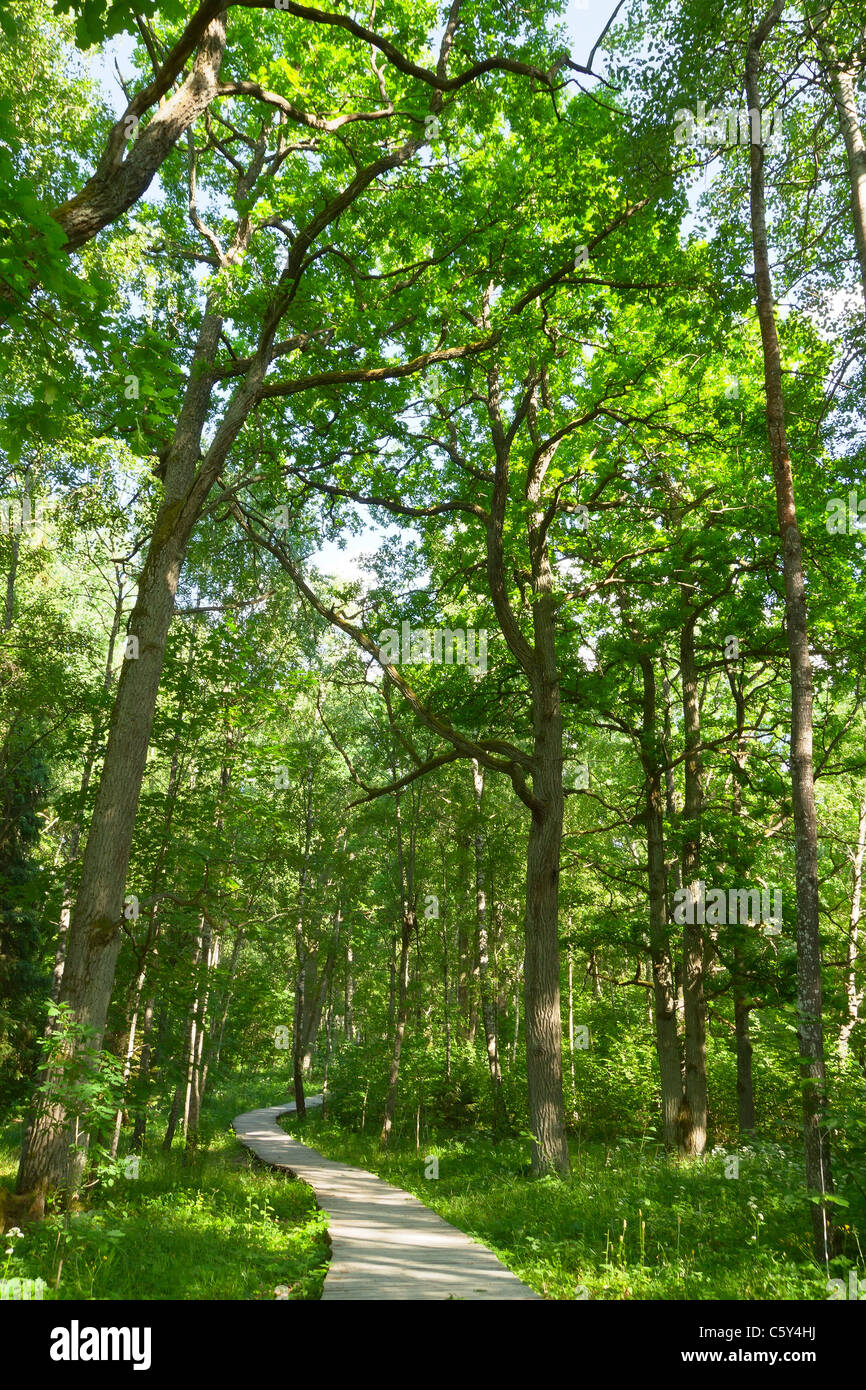 Sentiero serpeggiante nel bosco immagini e fotografie stock ad alta ...