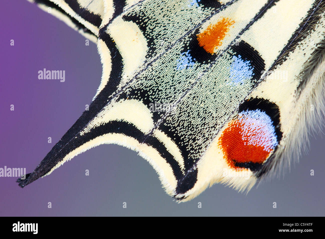 Farfalla a coda di rondine; Papilio machaon; ala dettaglio Foto Stock Farfalla a coda di rondine; Papilio machaon; ala dettaglio Foto Stock