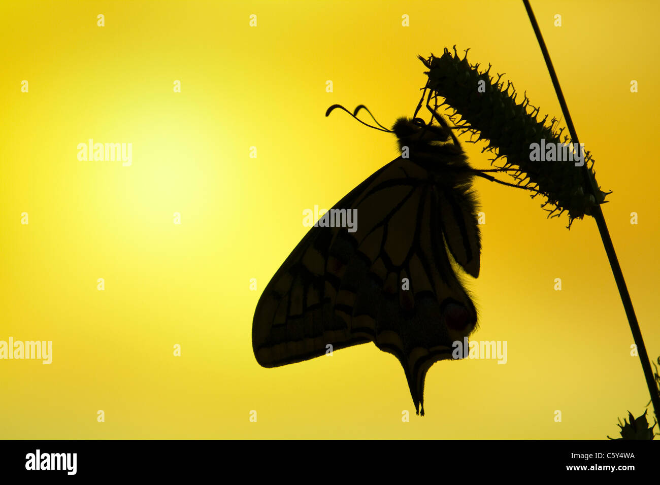 Farfalla a coda di rondine; Papilio machaon; sul lettore RUSH; Regno Unito Foto Stock