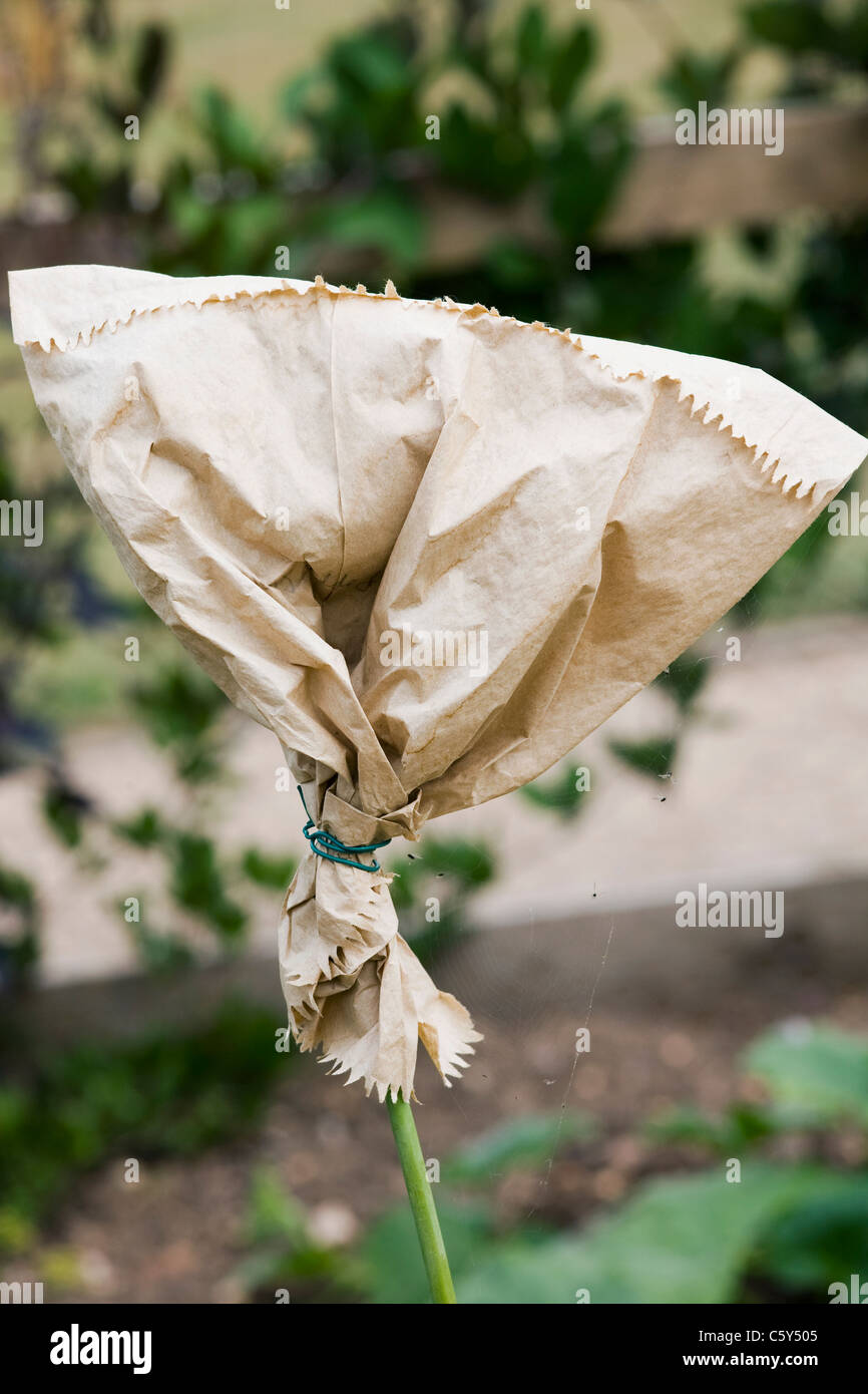 La raccolta di semi di fiori con un sacchetto di carta legato su una testa di fiori Foto Stock