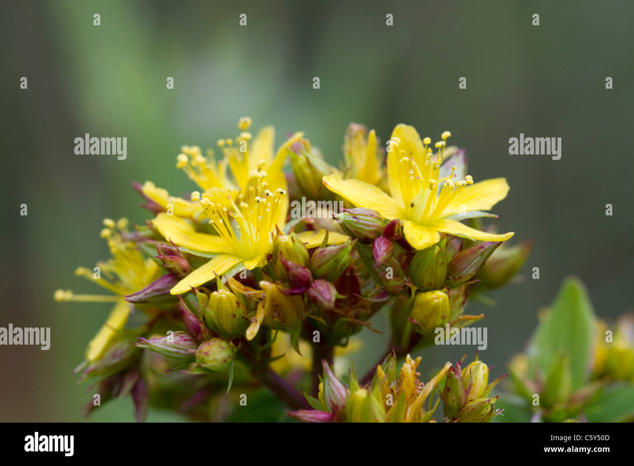 Tutsan; Hypericum androsaemum; Cornovaglia; Regno Unito Foto Stock