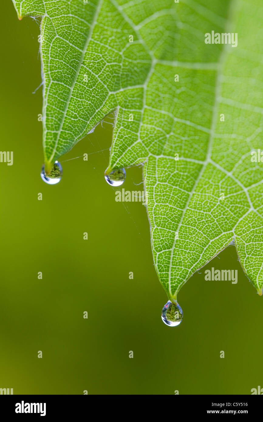 Le goccioline di acqua sulla foglia di vite; Regno Unito Foto Stock