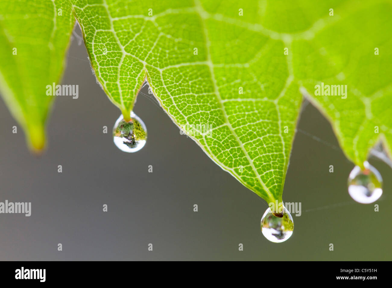 Le goccioline di acqua sulla foglia di vite; Regno Unito Foto Stock