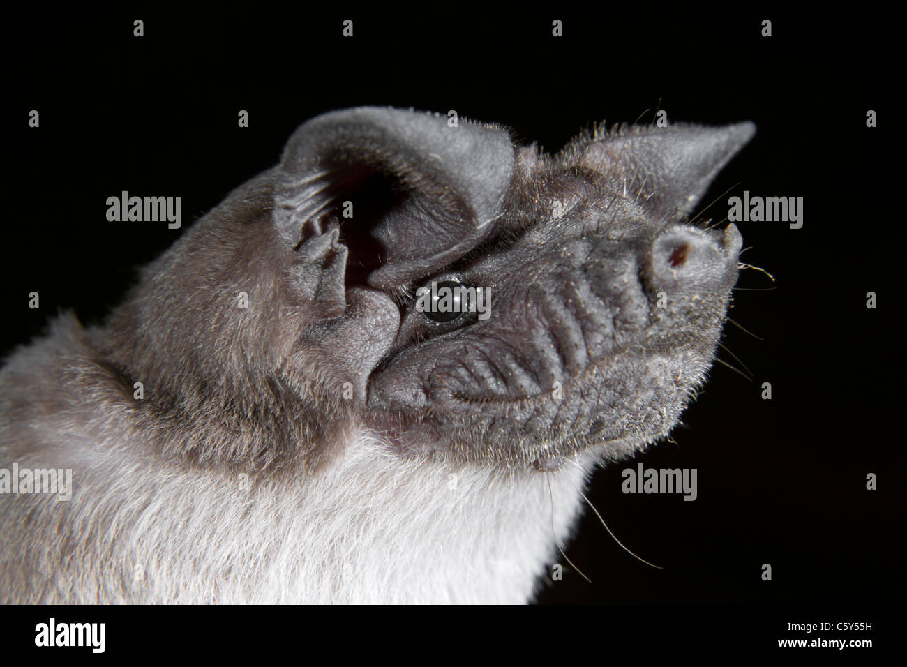 Ritratto africano di pipistrello a coda libera (Chaerephon pumilus), Repubblica Democratica del Congo Foto Stock