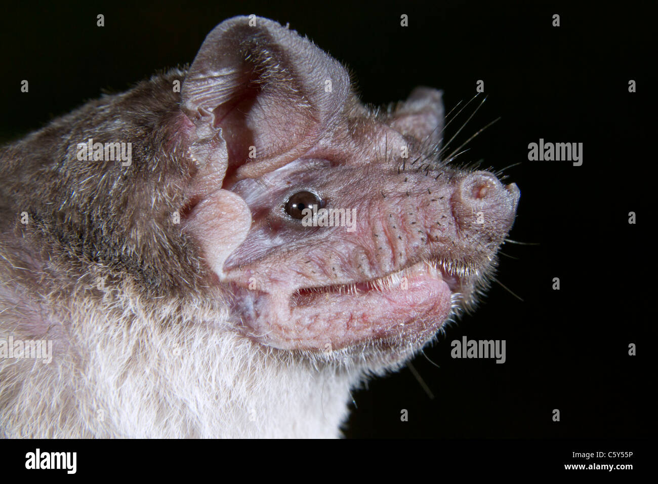 Libera angolano-tailed bat (Mops condylurus) ritratto, Repubblica Democratica del Congo. Foto Stock