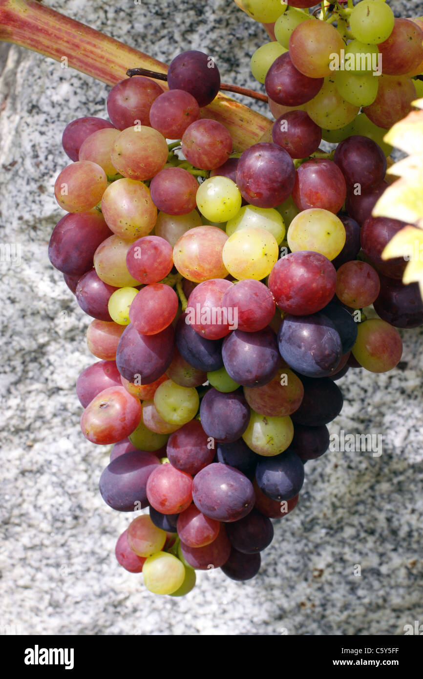 Wein, Weintraube, vino, uva Foto Stock