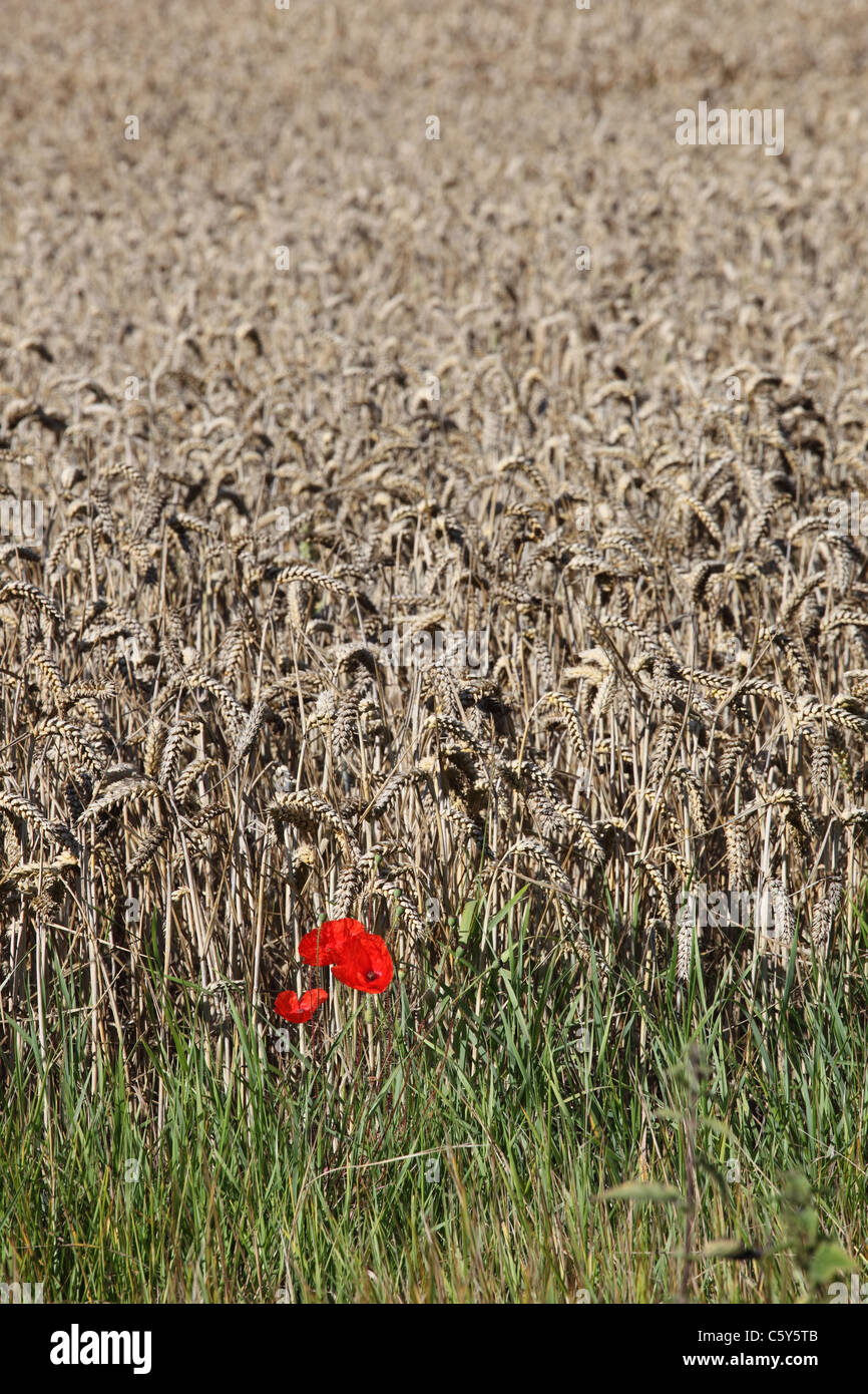 Papaveri sul bordo del campo di mais Foto Stock