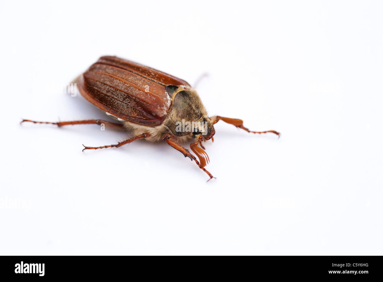 'Melolontha melolontha'. Coleottero Cockchafer su sfondo bianco Foto Stock