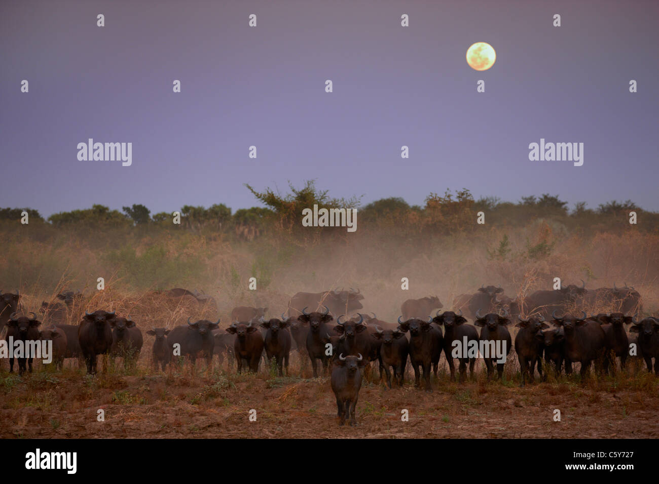 Un sentito parlare di bufali africani (Syncerus caffer) in Dinder Parco Nazionale, Sudan settentrionale, Africa Foto Stock