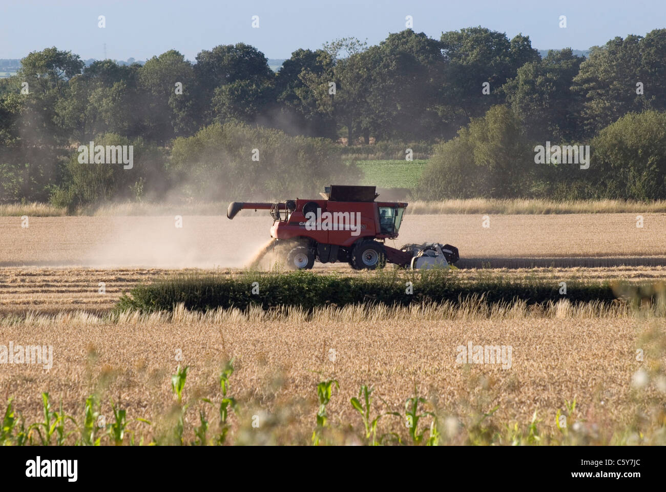 Mietitrebbia in campi di mais di Inghilterra Foto Stock