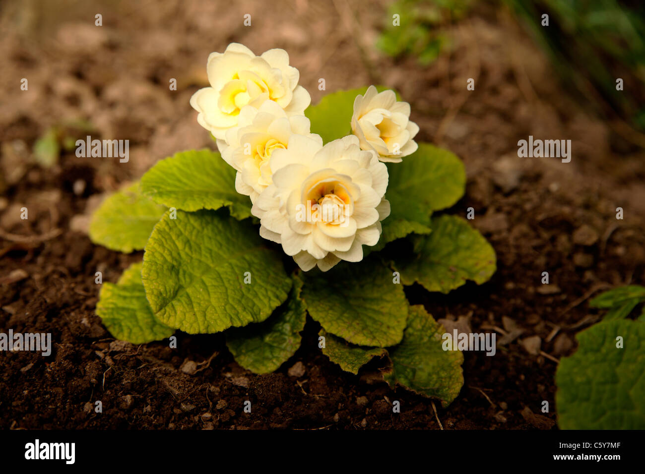 Fioritura estiva petaled giallo doppia testa di primrose Foto Stock