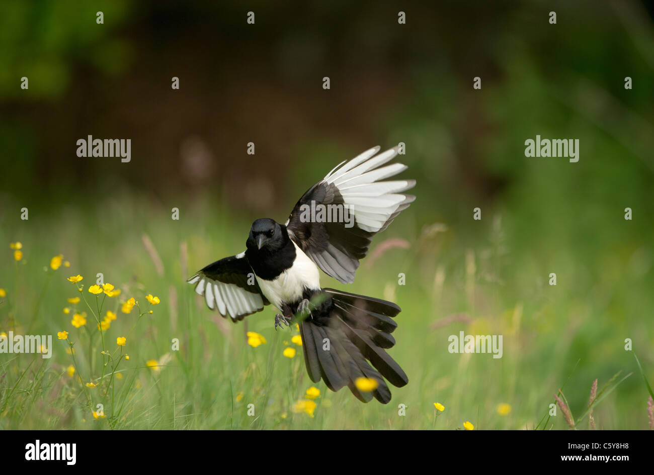 Gazza Pica pica un adulto in arrivo a terra in un prato aperto Derbyshire, Regno Unito Foto Stock