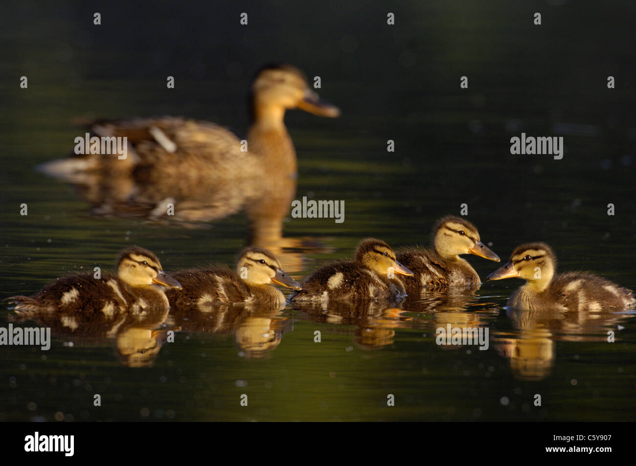 Germano Reale Anas platyrhynchos una femmina adulta con i suoi anatroccoli in inizio di mattina di luce. Giugno. Derbyshire, Regno Unito Foto Stock