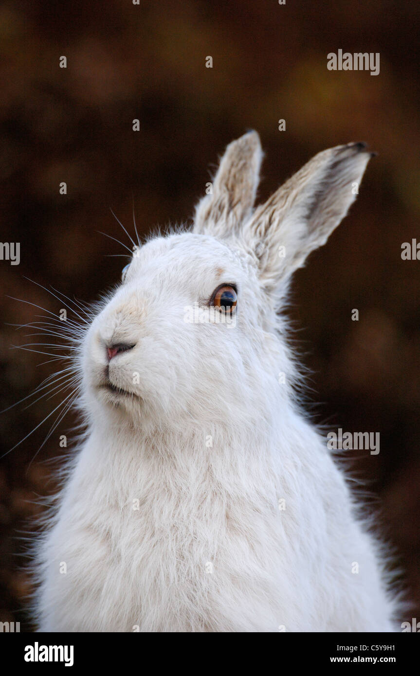 MOUNTAIN lepre Lepus timidus Close up ritratto di un adulto di avviso nel suo cappotto invernale Monti Monadhliath, Scotland, Regno Unito Foto Stock