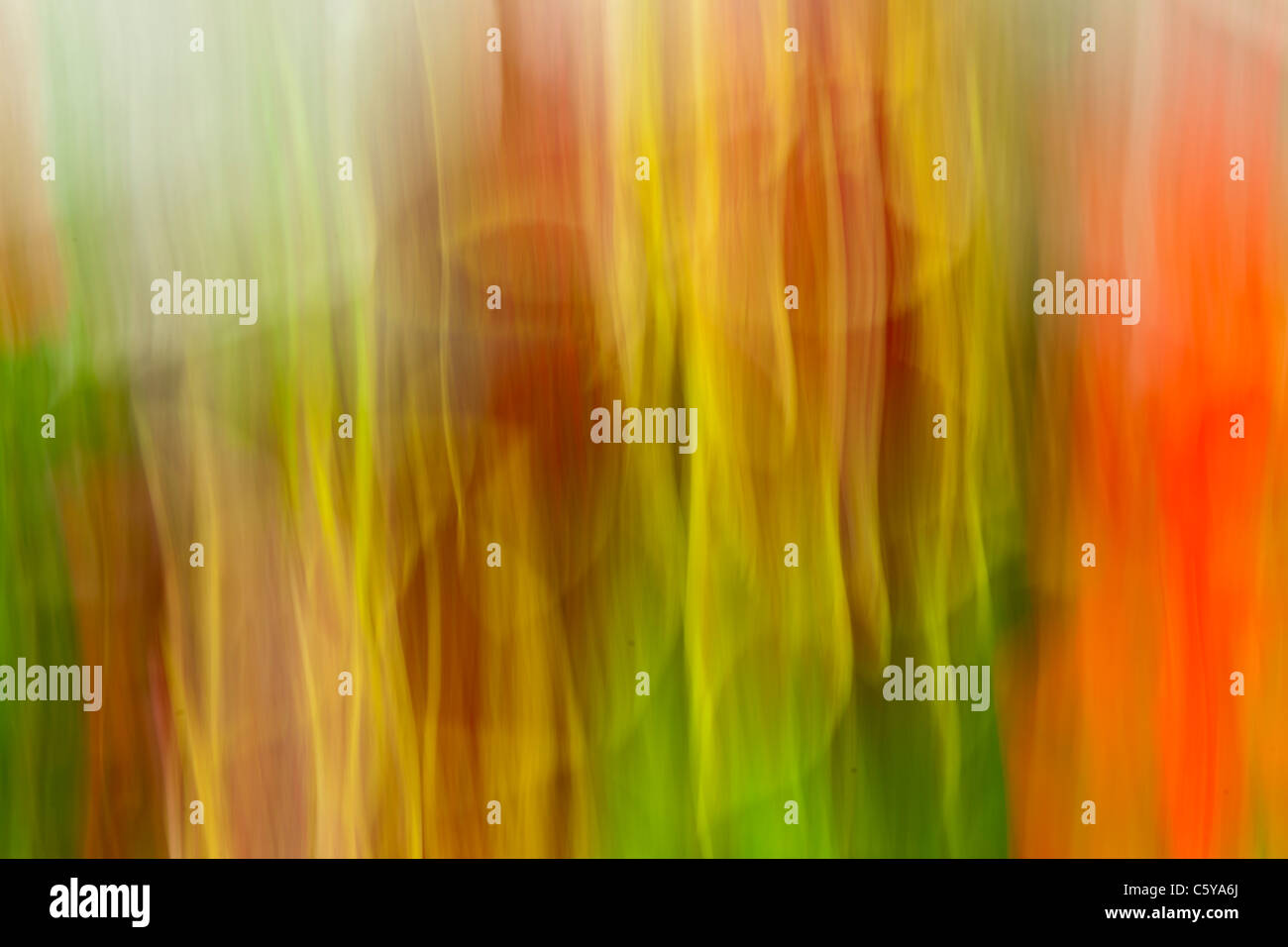 Arte Natura Fotografia Foto Stock