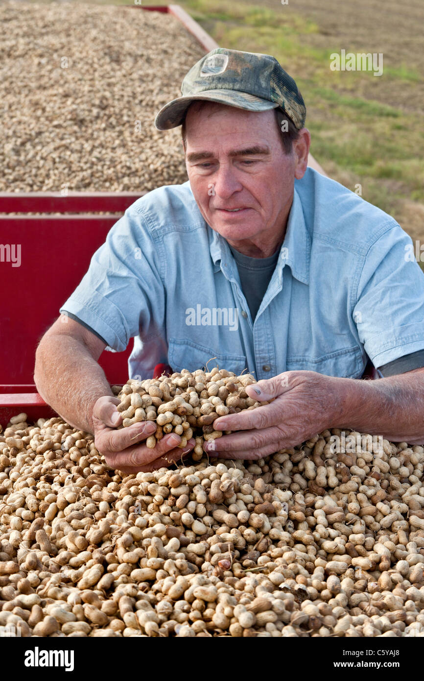 Agricoltore ispezione di Raccolto di arachidi Foto Stock