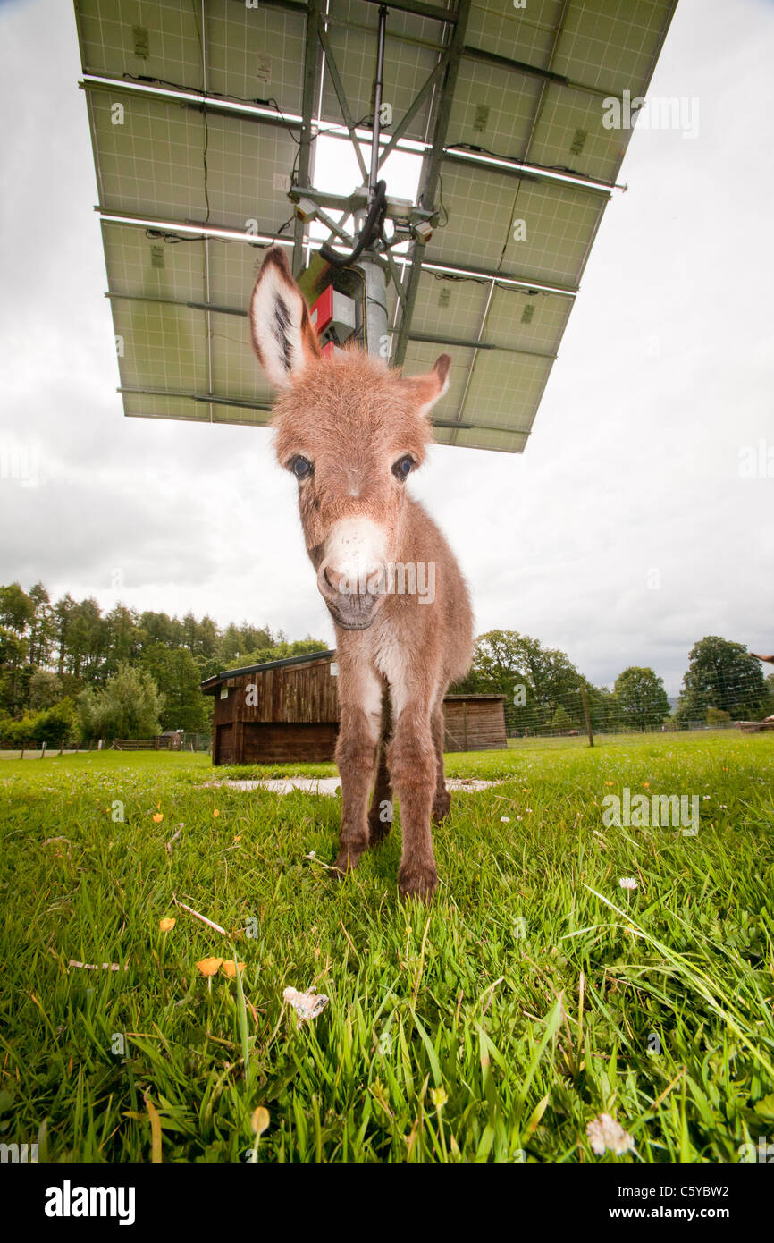 Un tracking solar photo voltaic sistema del pannello al di fuori della griglia, Bowland Wild Boar Park, Lancashire, Regno Unito. Foto Stock
