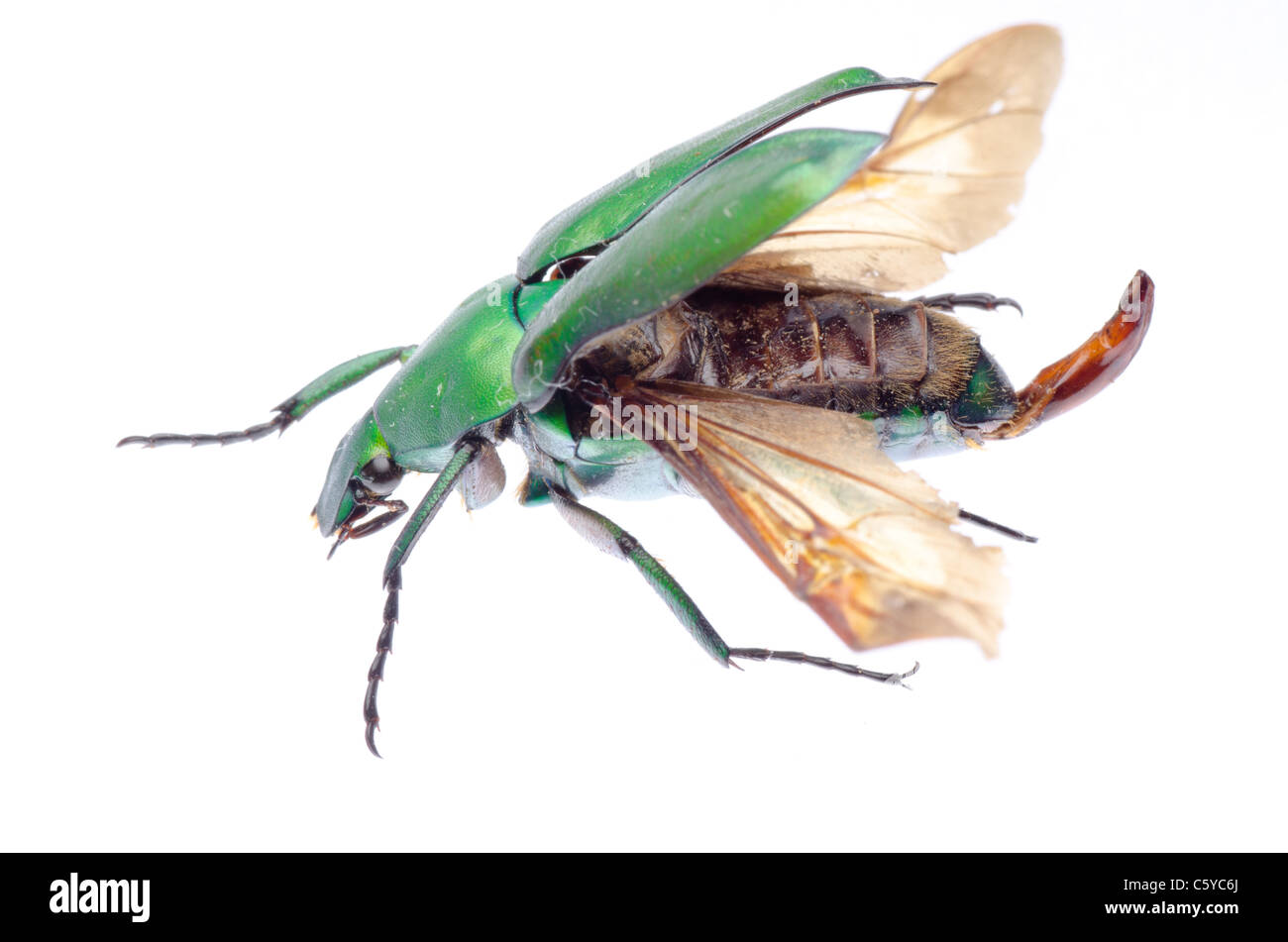 Flying verde scarabeo flower beetle isolato Foto Stock