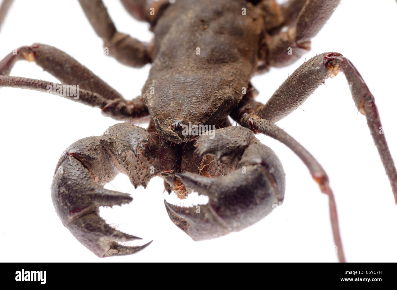 Vinegaroon scorpion isolati su sfondo bianco Foto Stock