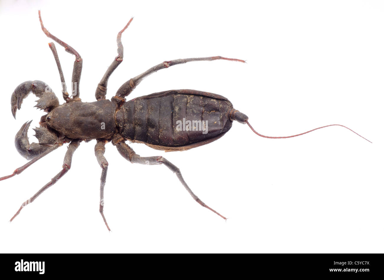 Vinegaroon scorpion isolati su sfondo bianco Foto Stock