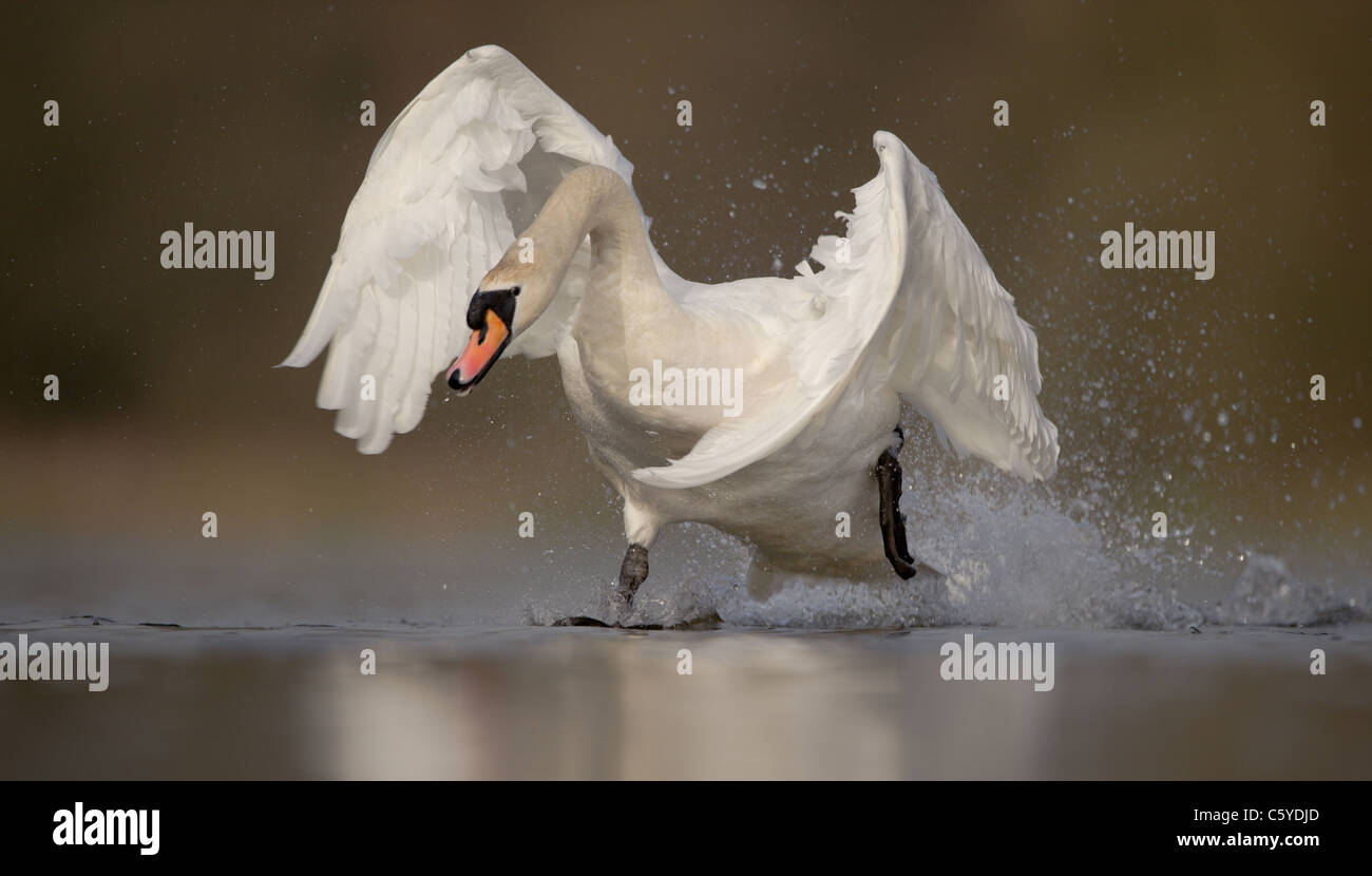 Cigno Cygnus olor un adulto sprint aggressivamente su un lago in una disputa sul territorio. Derbyshire, Regno Unito Foto Stock