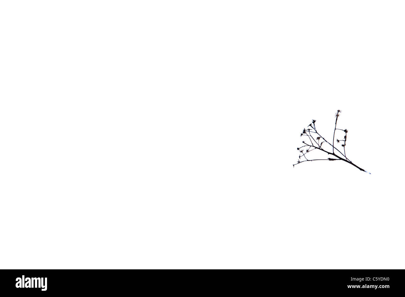 Tasto alto colpo di foresta in White Mountains, New Hampshire USA. Foto Stock