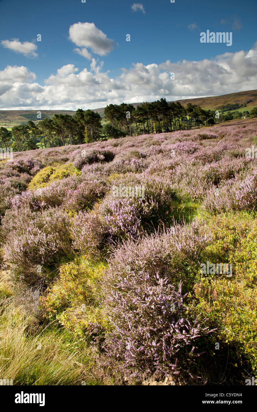 Westerdale, North York Moors National Park Foto Stock