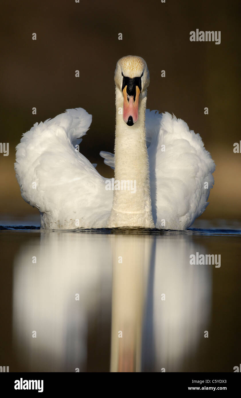 Cigno Cygnus olor Ritratto di un adulto territoriale in una carica aggressiva. Marzo. Derbyshire, Regno Unito Foto Stock