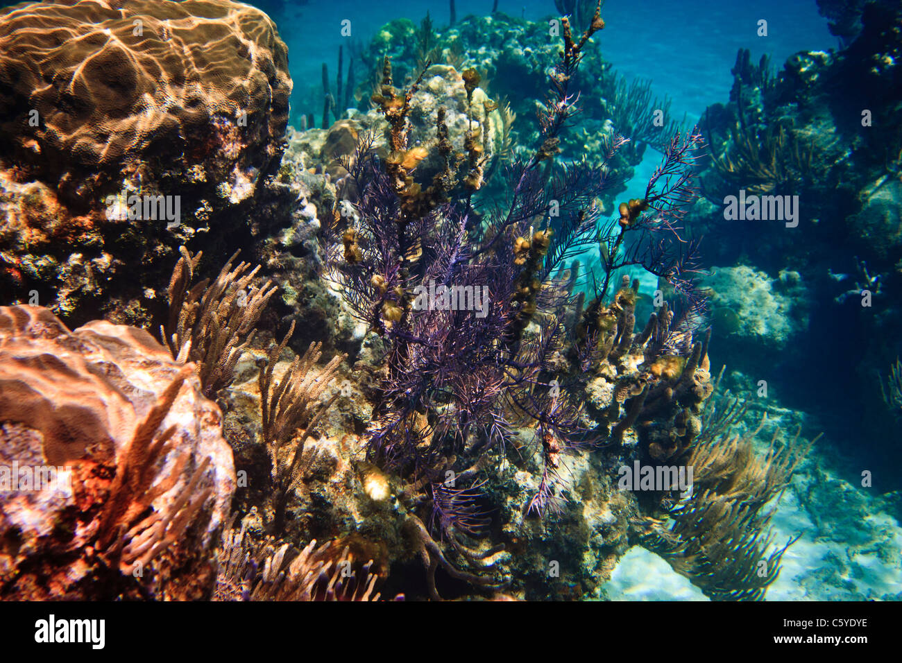 Una varietà di coralli, off shore cubano vicino a Florida Foto Stock