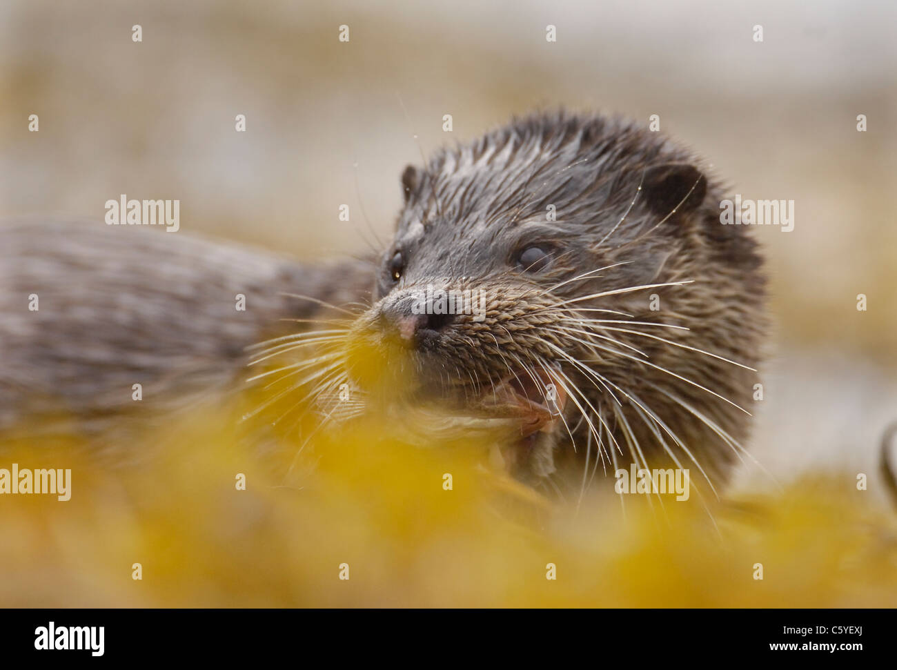 Lontra europea Lutra lutra un adulto ad umido con un pesce pause tra le alghe in una remota costa scozzese. Isle of Mull, Scozia Foto Stock