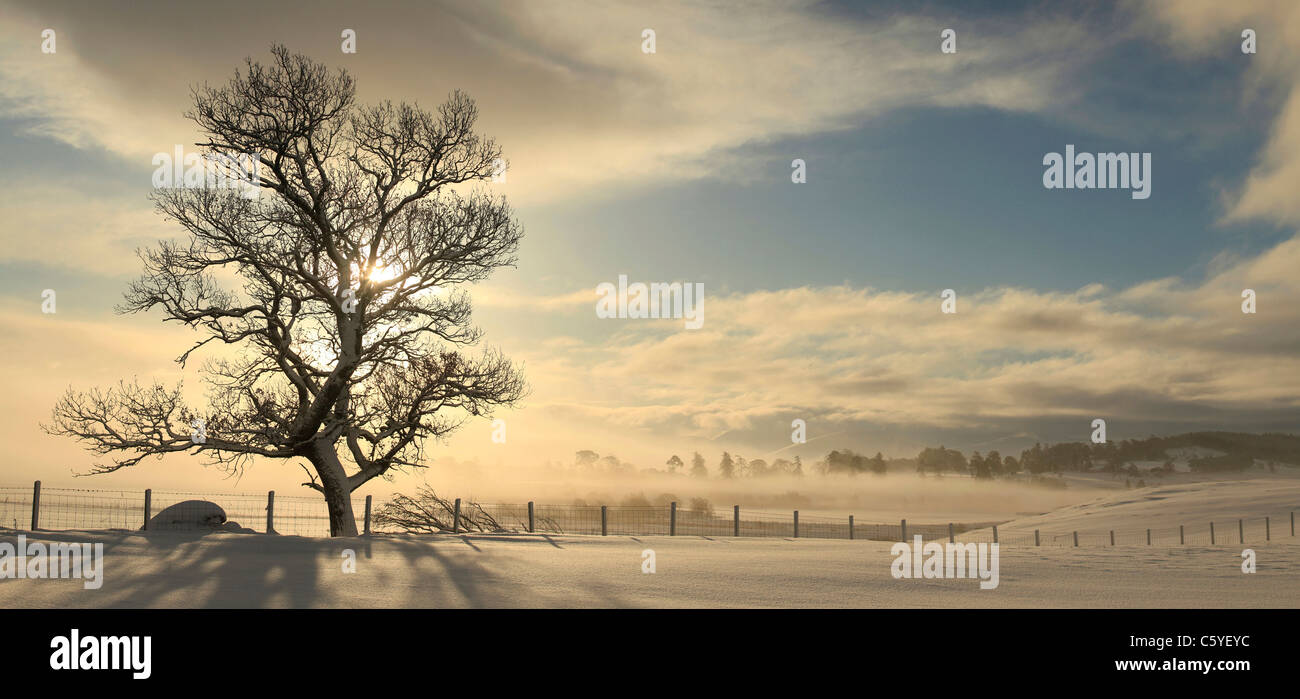 Tree stagliano sulla inverni di sunrise, Strathspey, Cairngorms National Park, Scozia, Gran Bretagna. Foto Stock