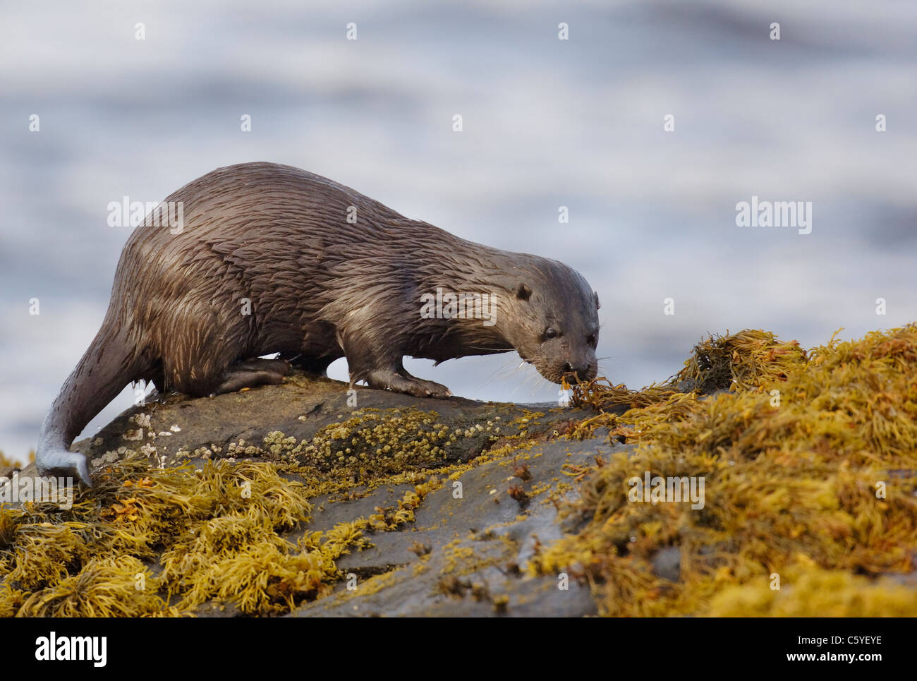 Lontra europea Lutra lutra un adulto ad umido ad esplorare un telecomando costa scozzese. Isle of Mull, Scotland, Regno Unito Foto Stock