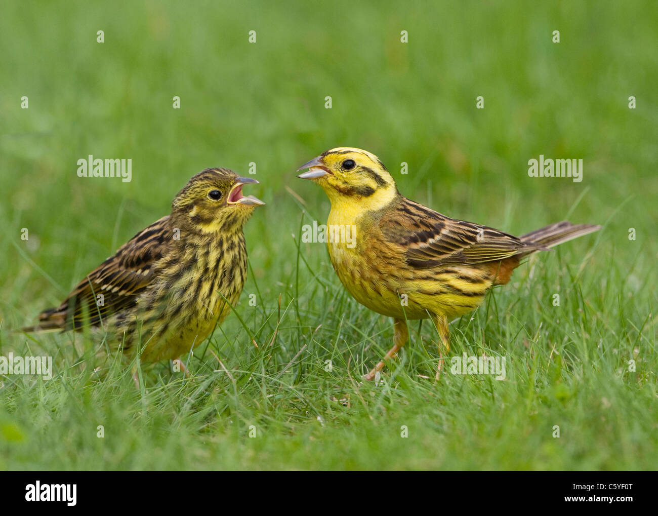 Zigolo Giallo Emberiza Citrinella Alimentazione Maschio Recentemente Fledged Pulcino La Scozia Gran Bretagna Foto Stock Alamy