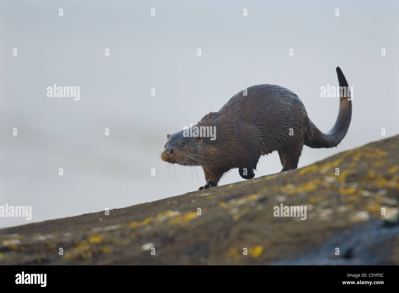 Lontra europea Lutra lutra un adulto in esecuzione su alcune zone costiere, lichen ricoperta di rocce. Isle of Mull, Scotland, Regno Unito Foto Stock