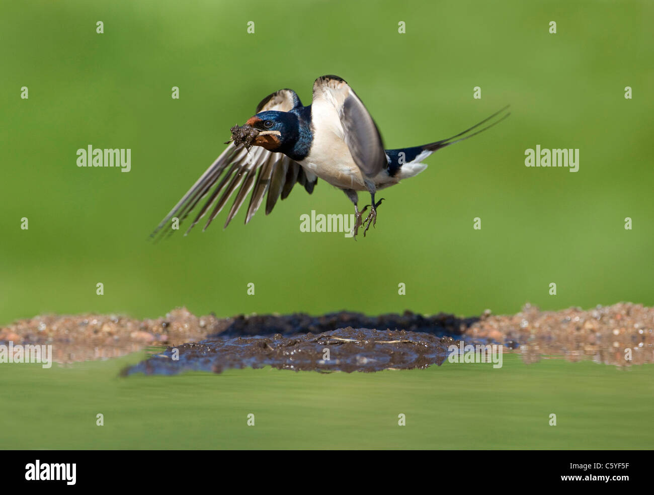 Barn Swallow (Hirundo rustica). Adulto di decollare dal bordo del laghetto fango per la nidificazione nel suo becco. Foto Stock