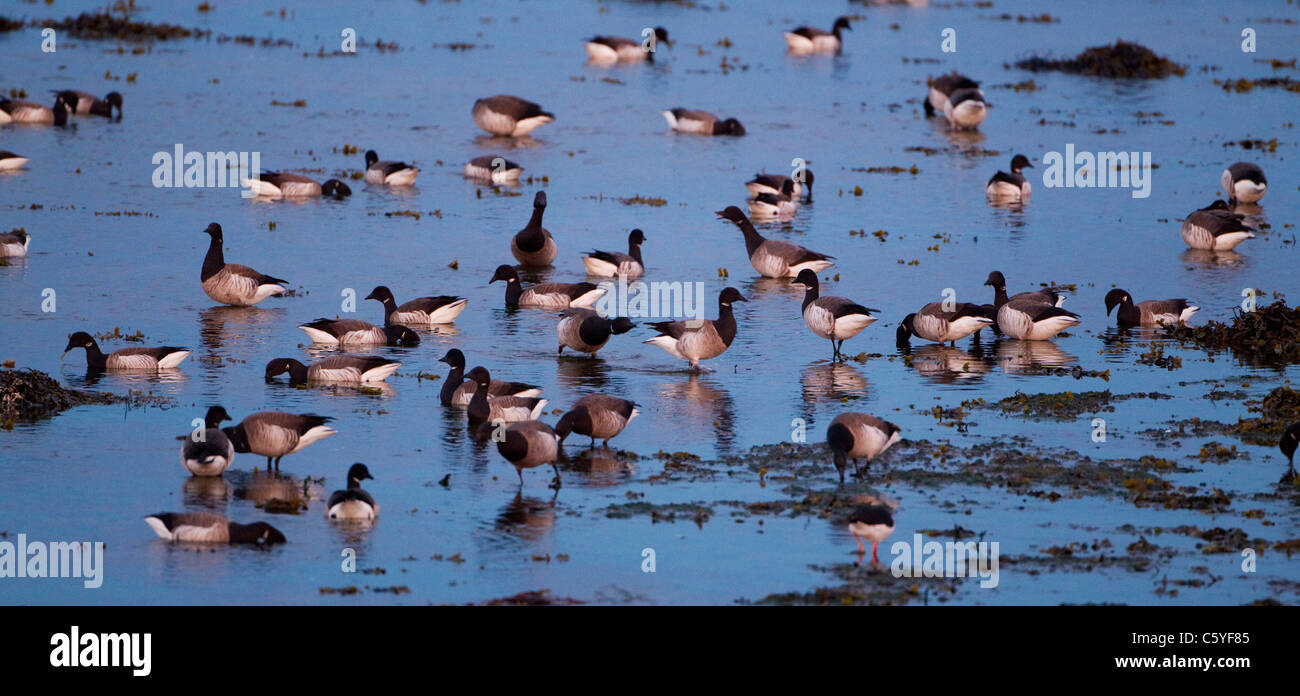 Brent Goose (Branta bernicla), gregge alimentazione su estuario costiere. L'Islanda. Foto Stock