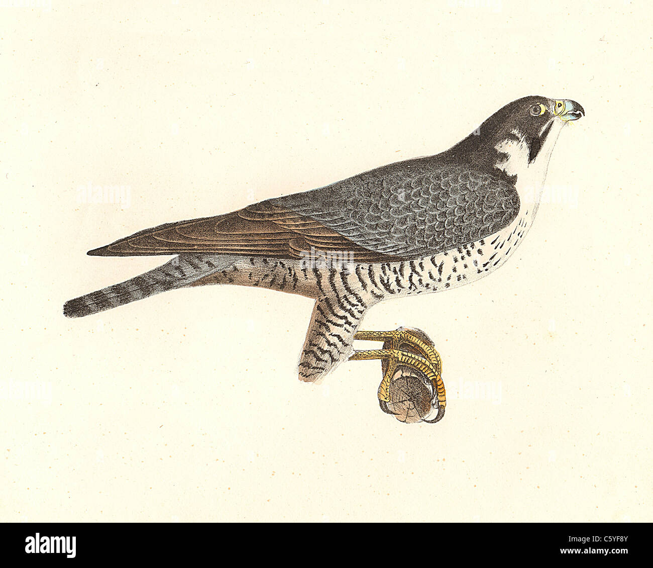 L Anatra Hawk, Falco Pellegrino (Falco anatum, Falco peregrinus) vintage litografia bird - James De Kay, Zoologia di New York o la Fauna di NY, Uccelli Foto Stock