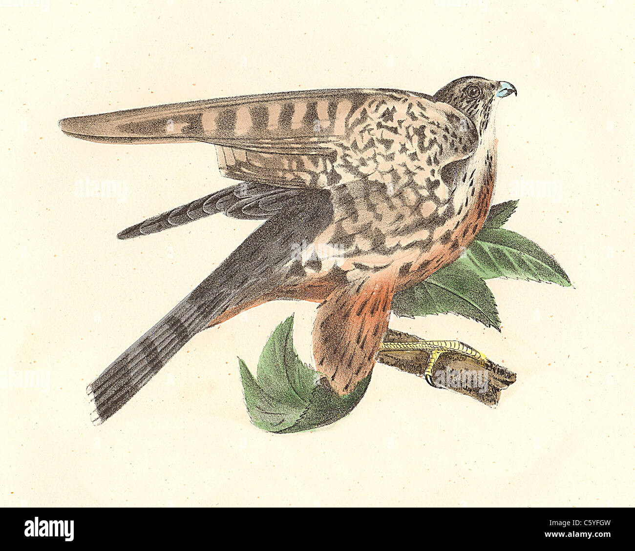 Il piccione Hawk, Merlin (Falco columbarius) vintage litografia bird - James De Kay, Zoologia di New York o la Fauna New-York Parte II Uccelli Foto Stock