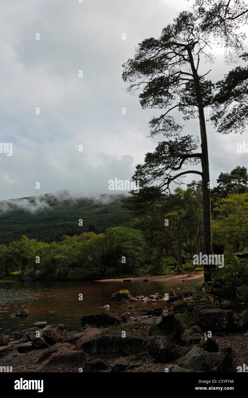 Loch Eck in Argyll Forest Park in Scozia, Regno Unito. Foto Stock