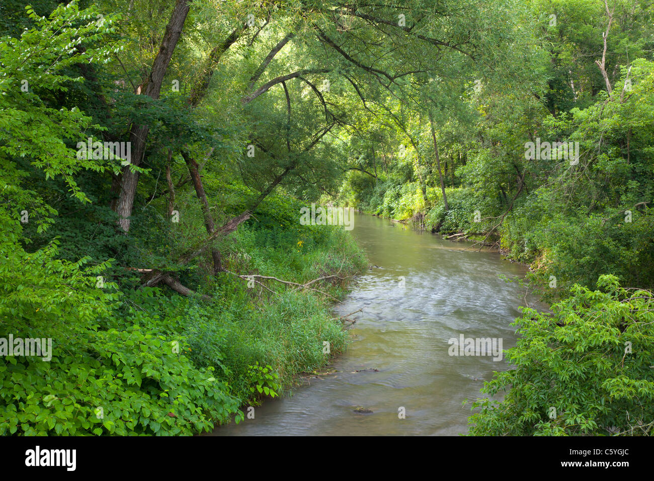 Big Paint Creek, il Fiume Giallo e la foresta di stato, Area Driftless Scenic Byway, Allamakee County, Iowa Foto Stock