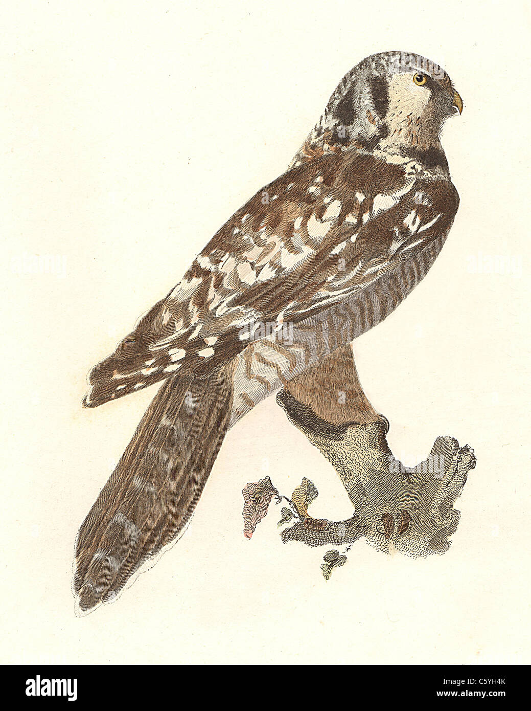 Il Falco gufo, Northern Hawk Owl (Surnia funerea, surnia ulula) vintage litografia bird - James De Kay, Zoologia di New York, NY Fauna pt II, Uccelli Foto Stock