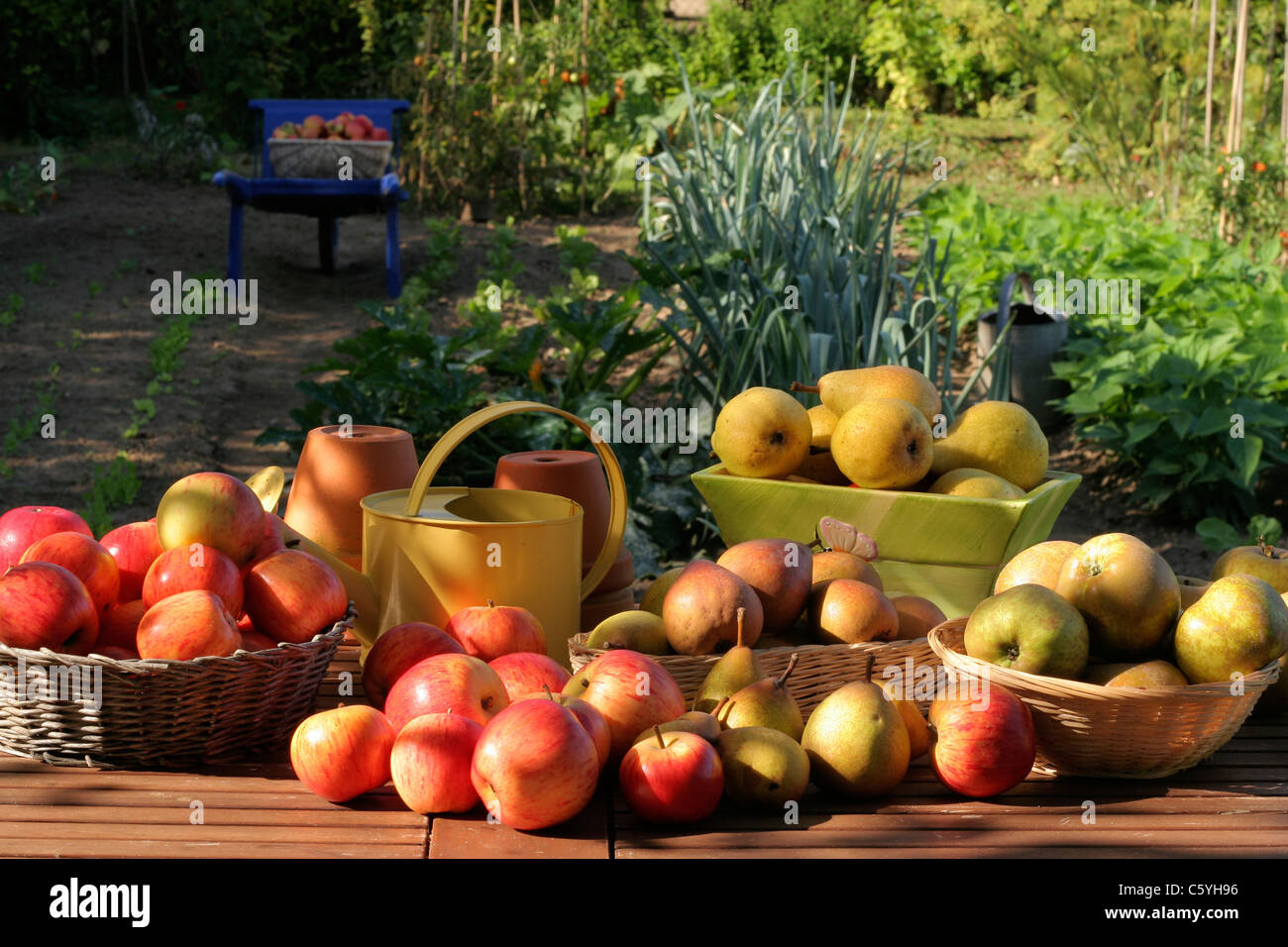 Il raccolto di mele e di pere: Regina Pippin, Grigio cadere Reinette, Guyot peras, Suzanne 's giardino, Le Pas, Mayenne, Pays de la Loire, Francia. e pera Foto Stock
