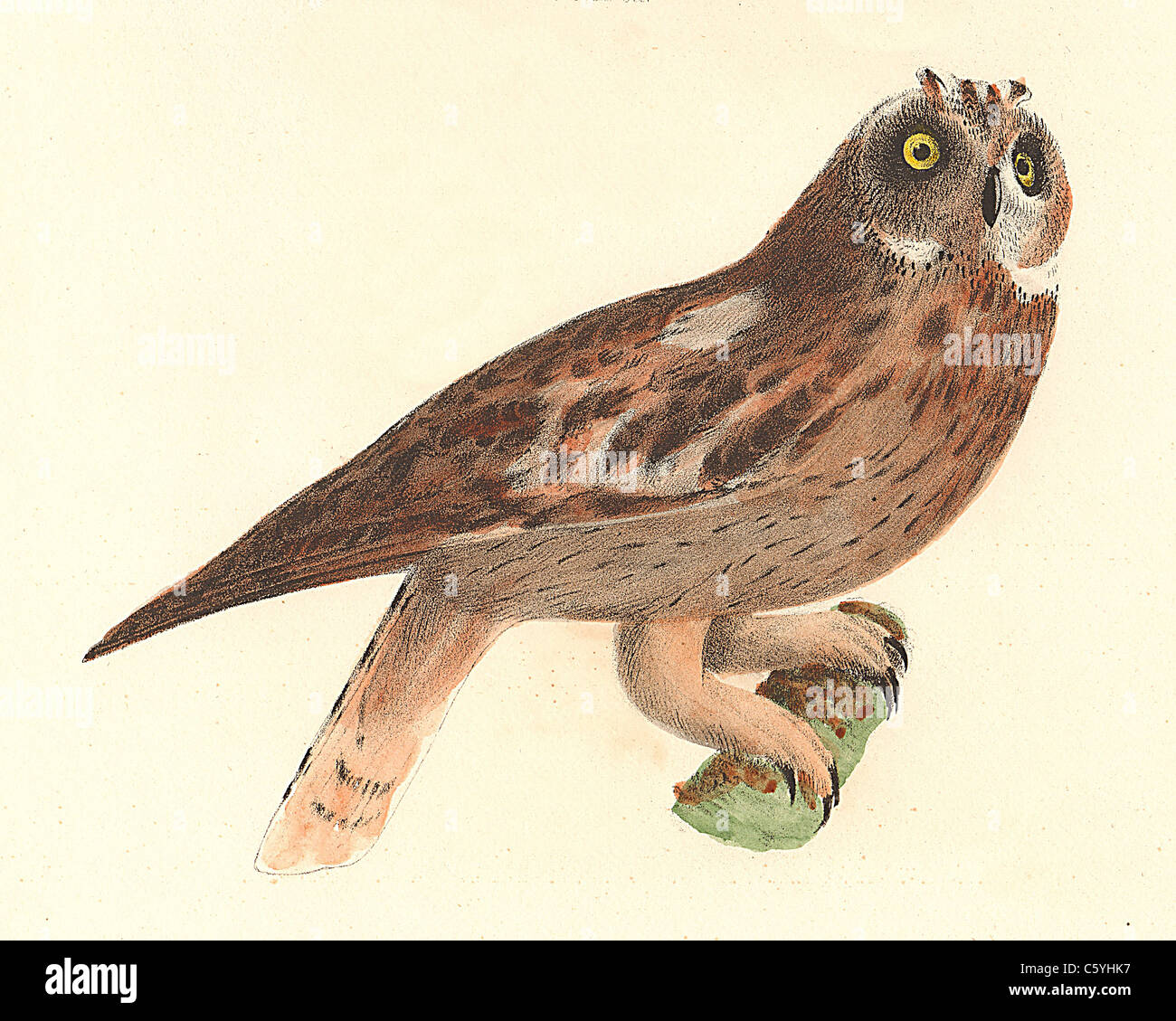 Il corto-eared Owl (Otus palustris, asio flammeus) vintage litografia bird - James De Kay, Zoologia di New York o il New York Fauna, parte II, Uccelli Foto Stock