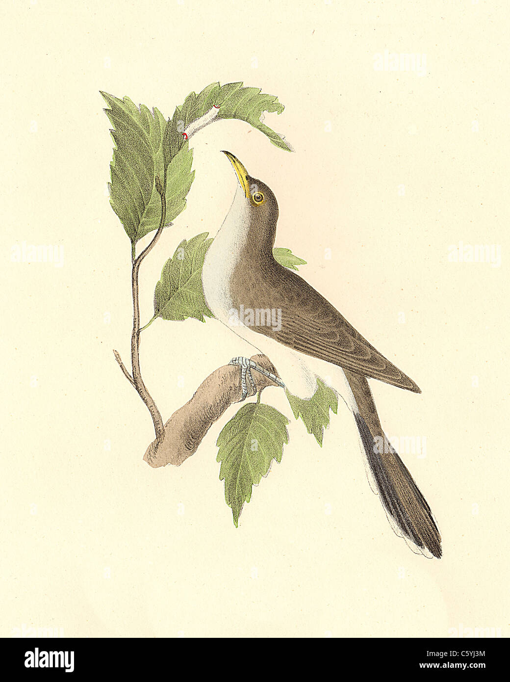 Il Giallo-fatturati cuculo (Coccyzus americanus) vintage litografia bird - James De Kay, Zoologia di New York o il New York Fauna, parte II, Uccelli Foto Stock