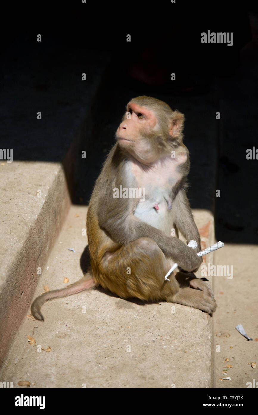 Scimmia macaco () seduto sulla scalinata in pietra, Myanmar, la collina Popa Foto Stock