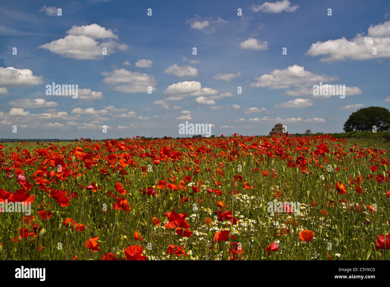Il papavero e campo di fiori selvaggi vicino a Heather, Leicestershire. 14 giugno 2011. Foto Stock