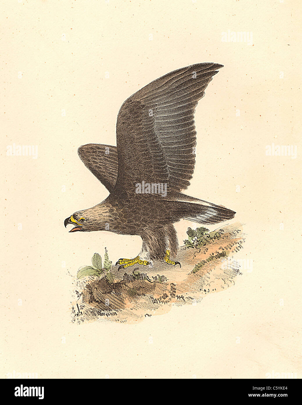 L'Aquila reale (Aquila chrysaetos) vintage litografia bird - James De Kay, Zoologia di New York o il New York Fauna, parte II, Uccelli Foto Stock
