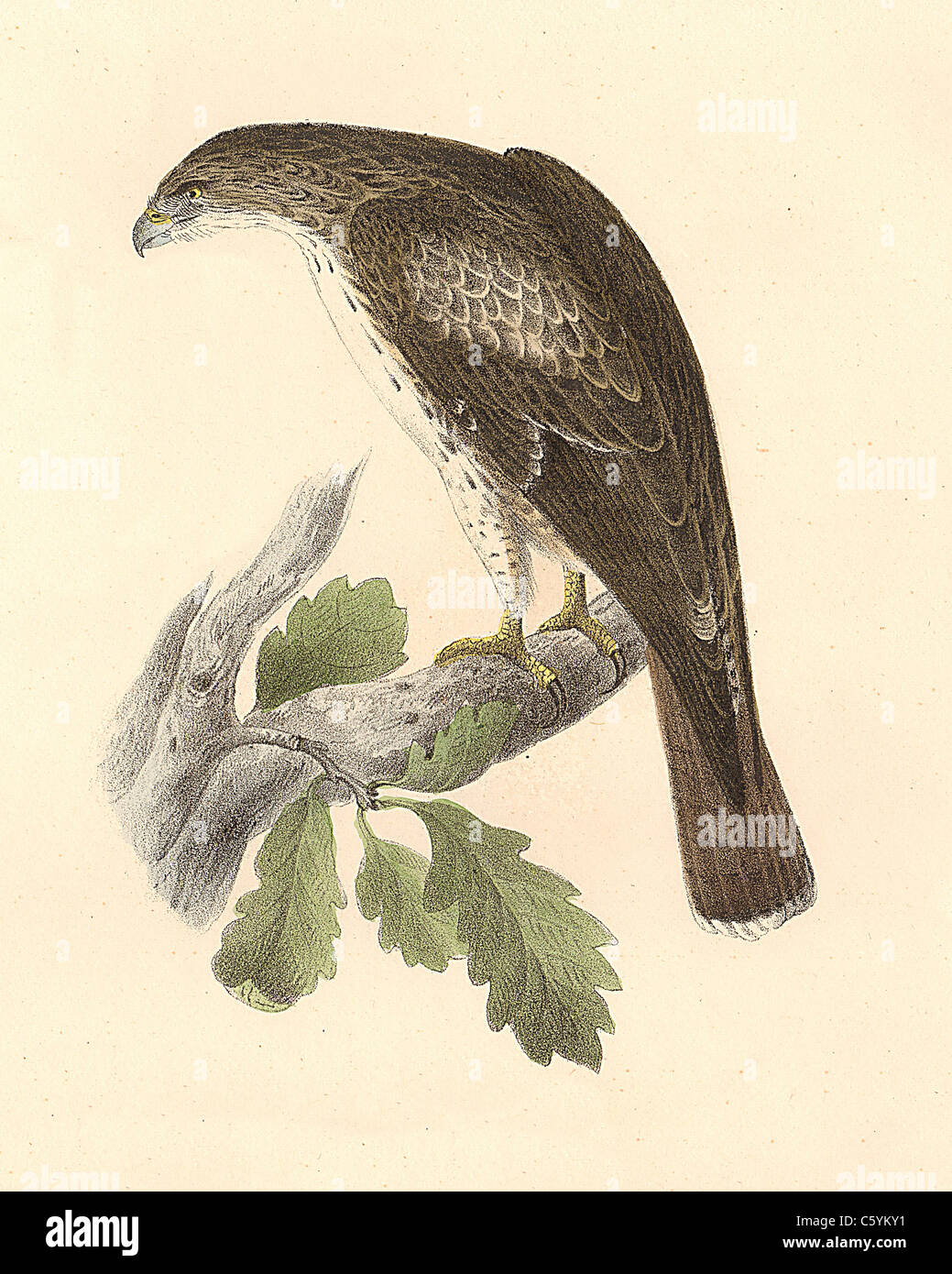 Il Red-tailed poiana, Red-tailed Hawk (Buteo borealis, Buteo jamaicensis) vintage litografia bird - James De Kay Zoologia di New York, la fauna, gli uccelli Foto Stock