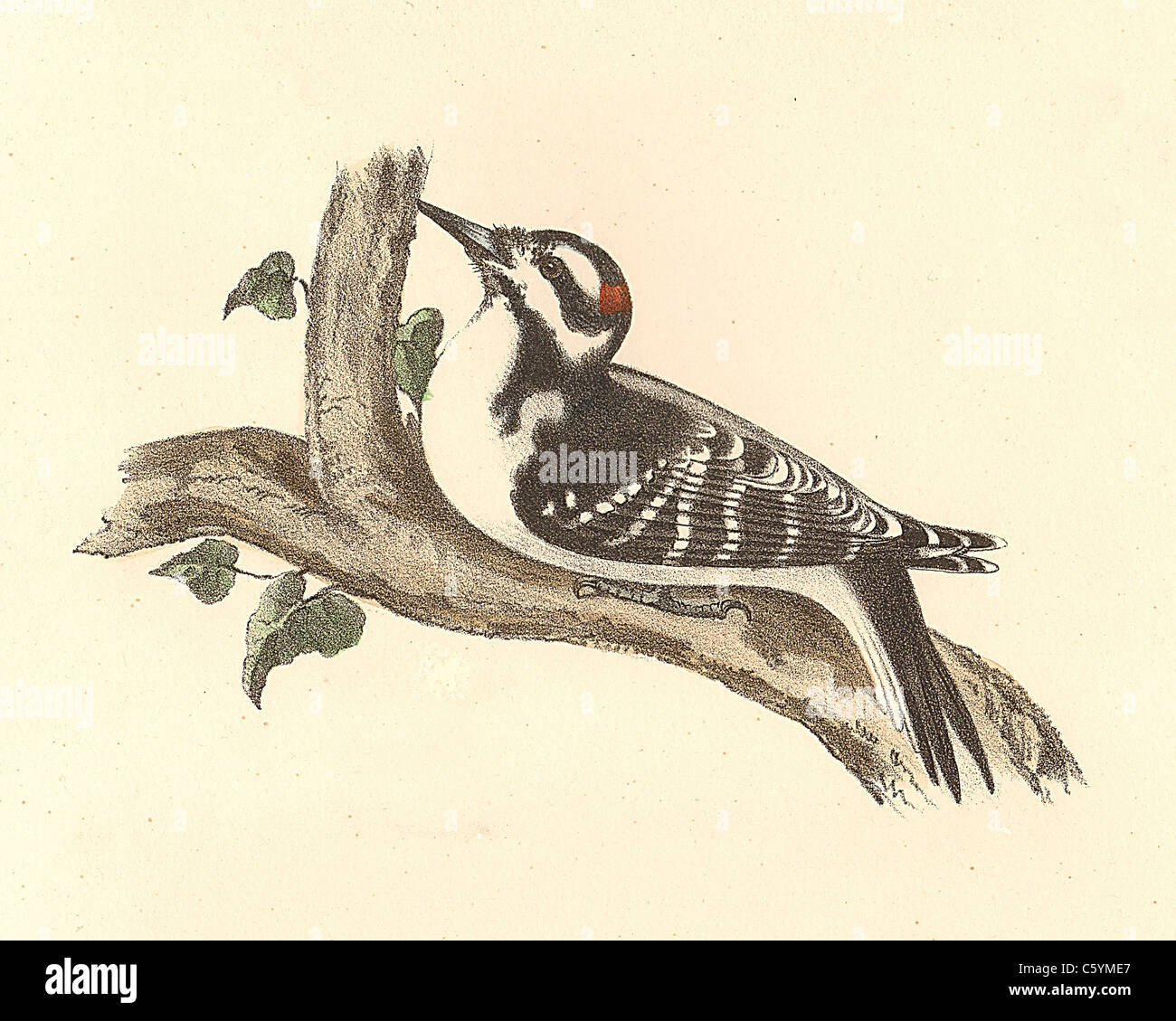 Il picchio Peloso (Picus villosus, Leuconotopicus villosus) vintage litografia bird - James De Kay, Zoologia di New York o la Fauna di NY, Uccelli Foto Stock